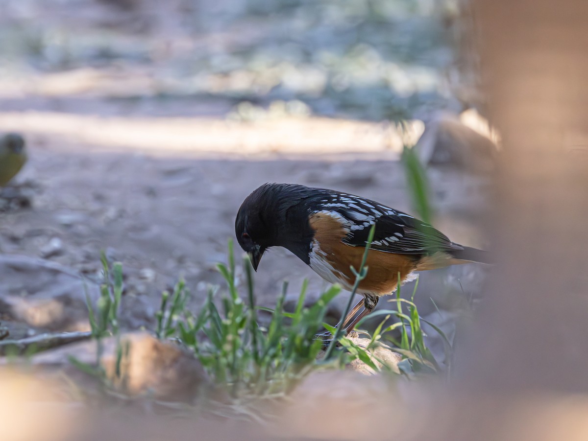 Spotted Towhee - ML619082616