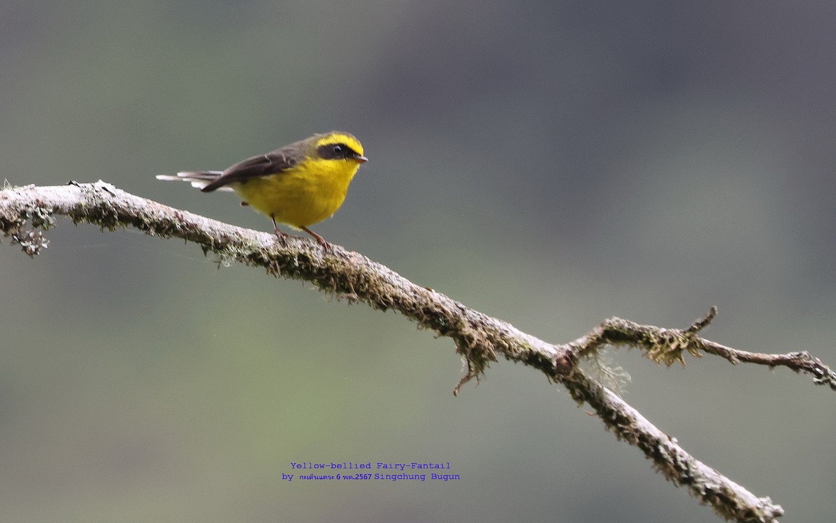 Yellow-bellied Fairy-Fantail - ML619082618