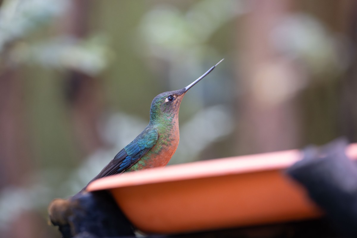 kolibřík modrokřídlý - ML619082622
