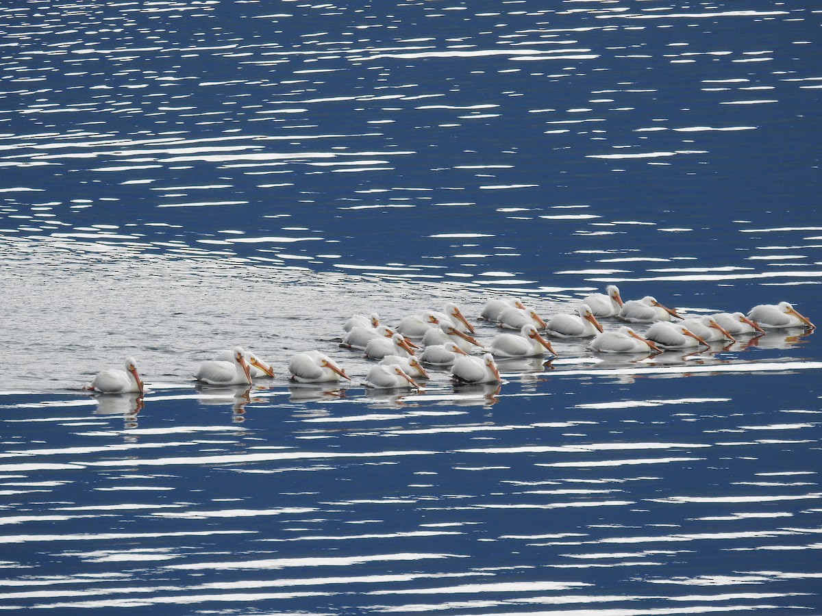 pelikán severoamerický - ML619082665