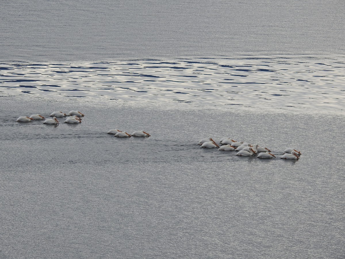 pelikán severoamerický - ML619082687