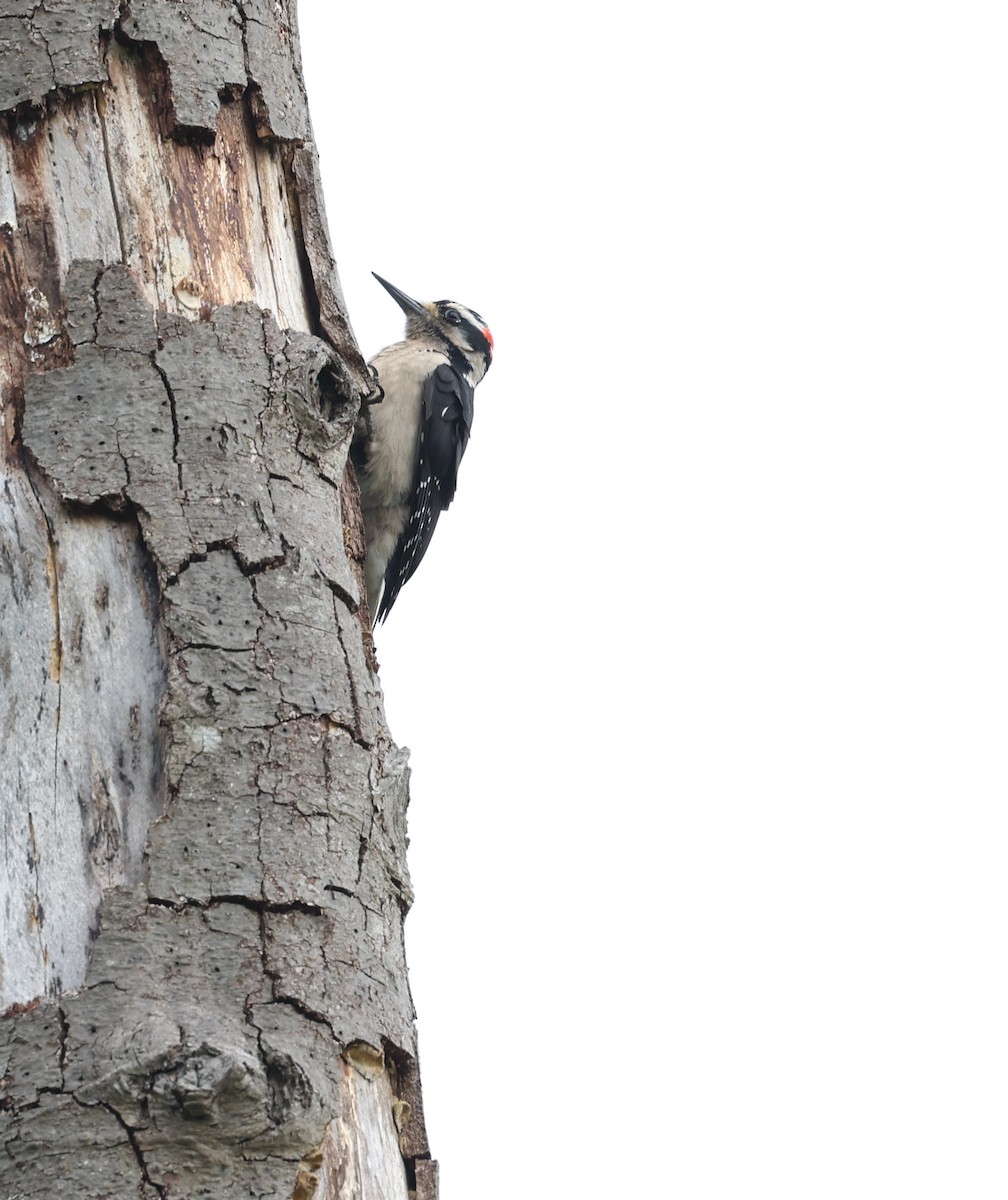 Hairy Woodpecker - ML619082690