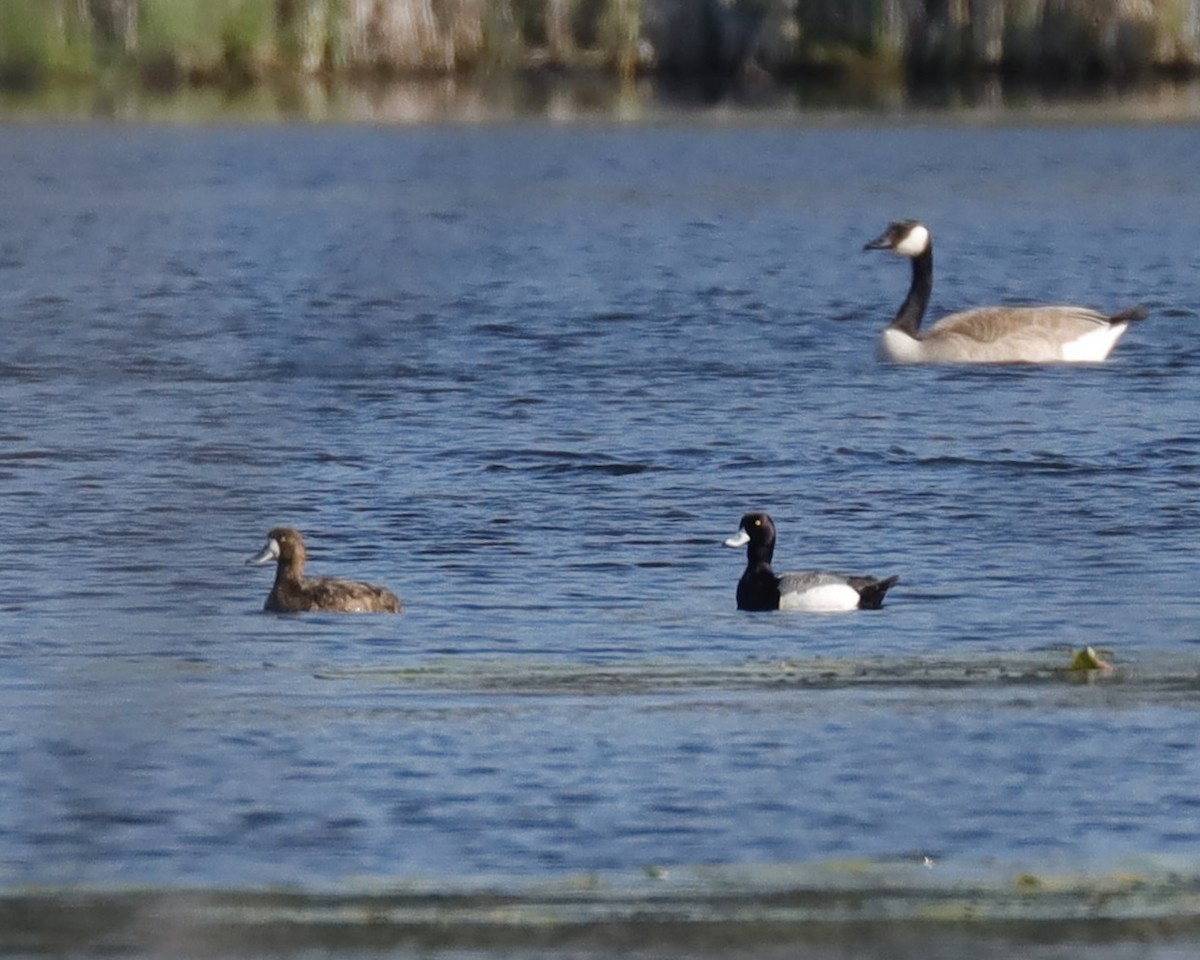 Greater Scaup - ML619082697