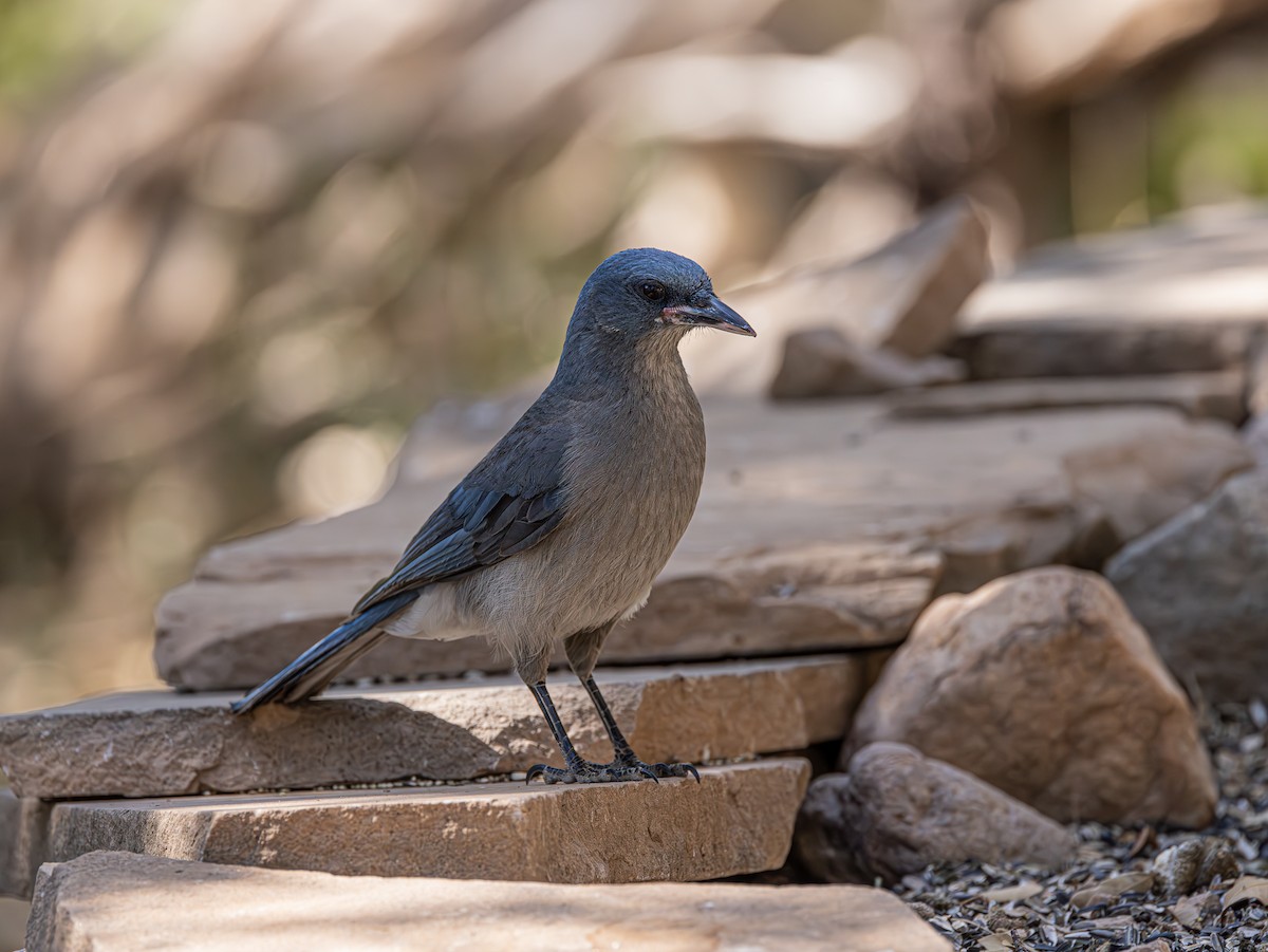 Mexican Jay - ML619082711