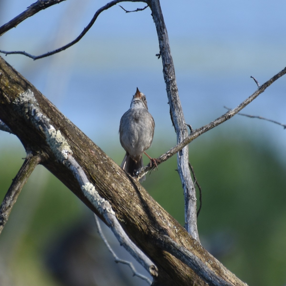 Swamp Sparrow - ML619082718