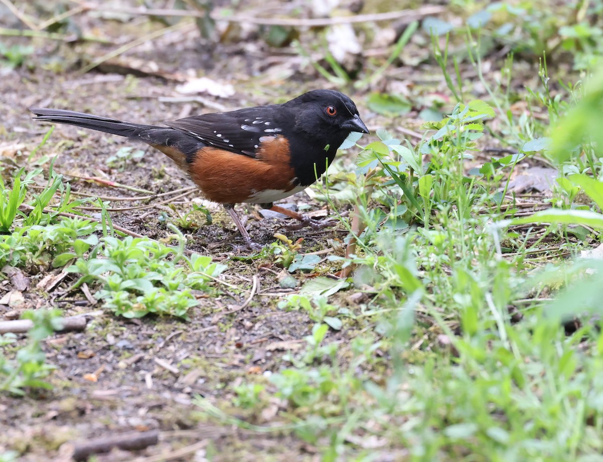 Spotted Towhee - ML619082721
