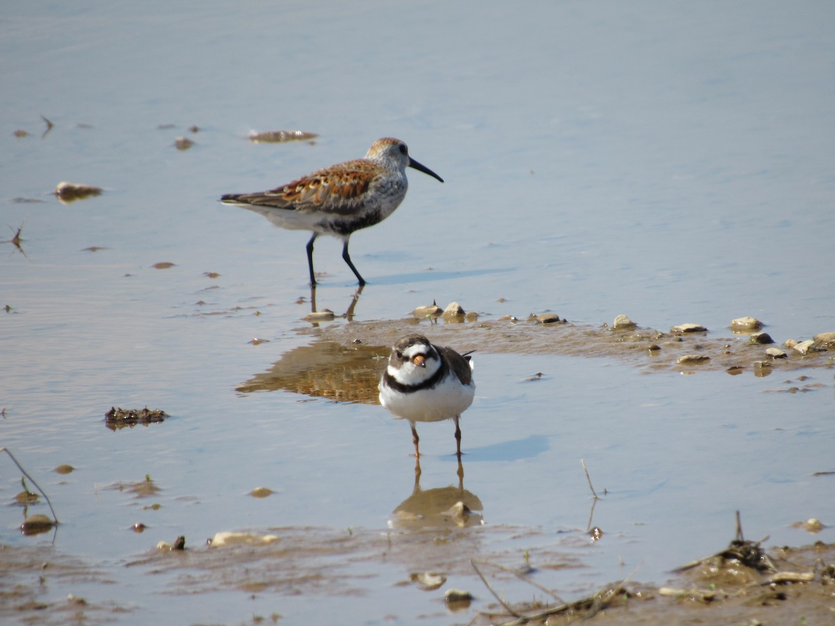 Semipalmated Plover - ML619082737