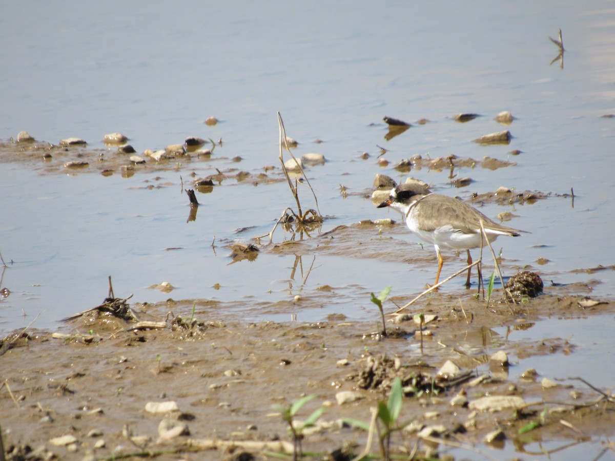 Semipalmated Plover - ML619082738