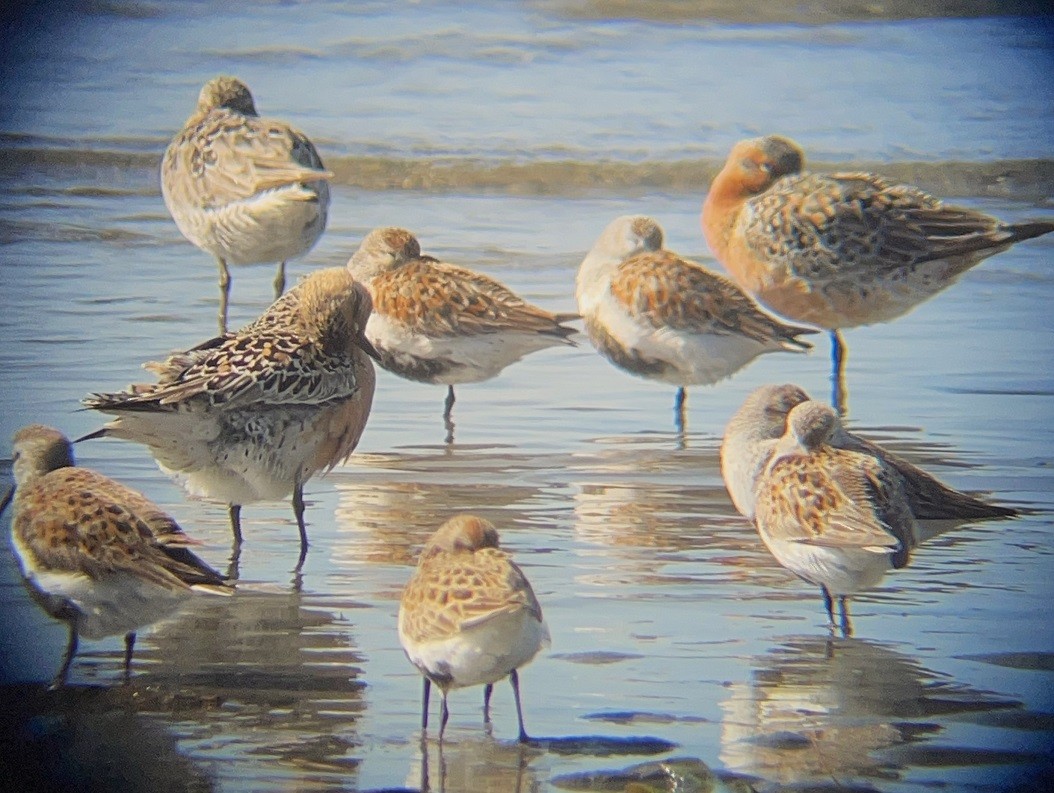Red Knot - ML619082793