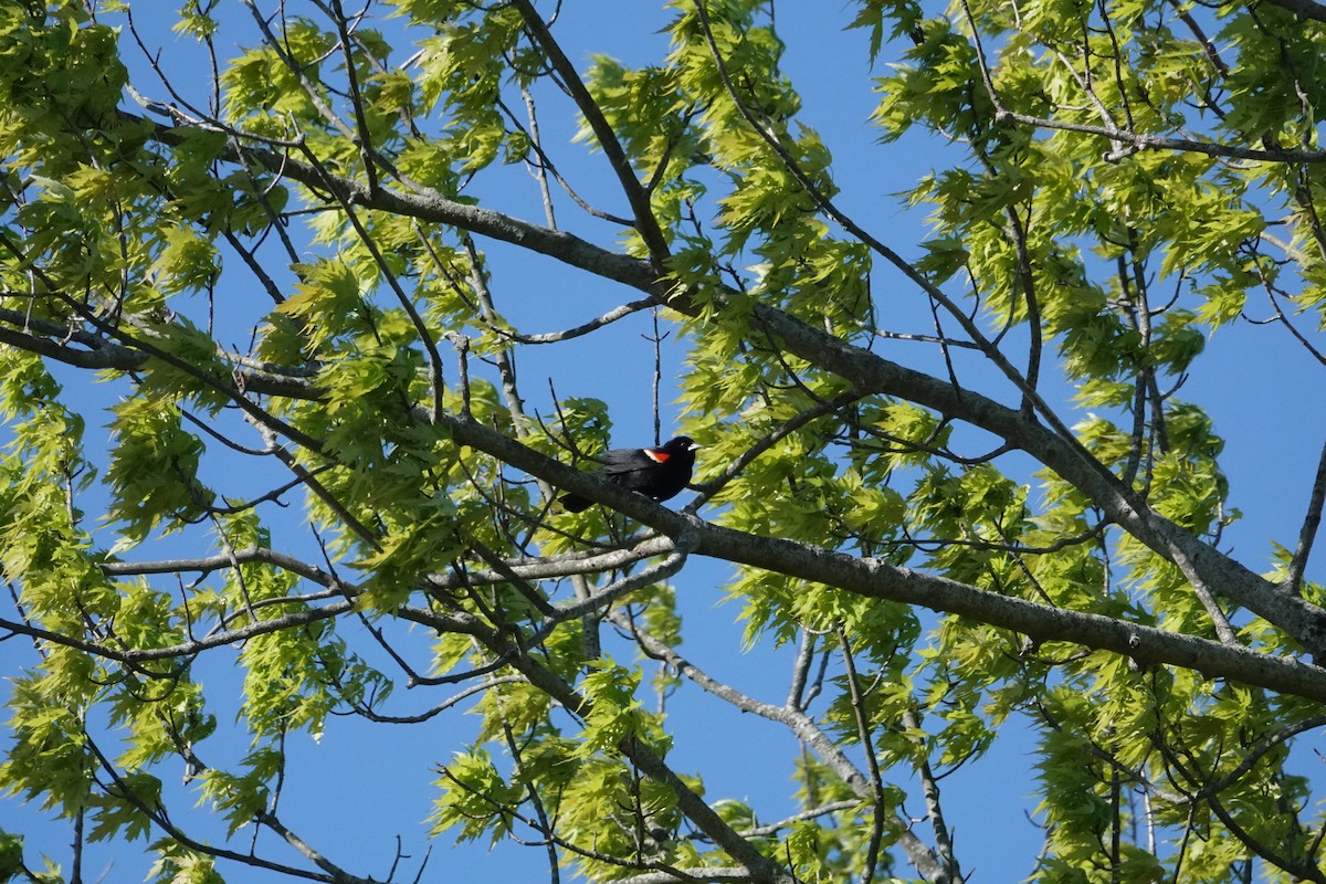 Red-winged Blackbird (Red-winged) - ML619082810