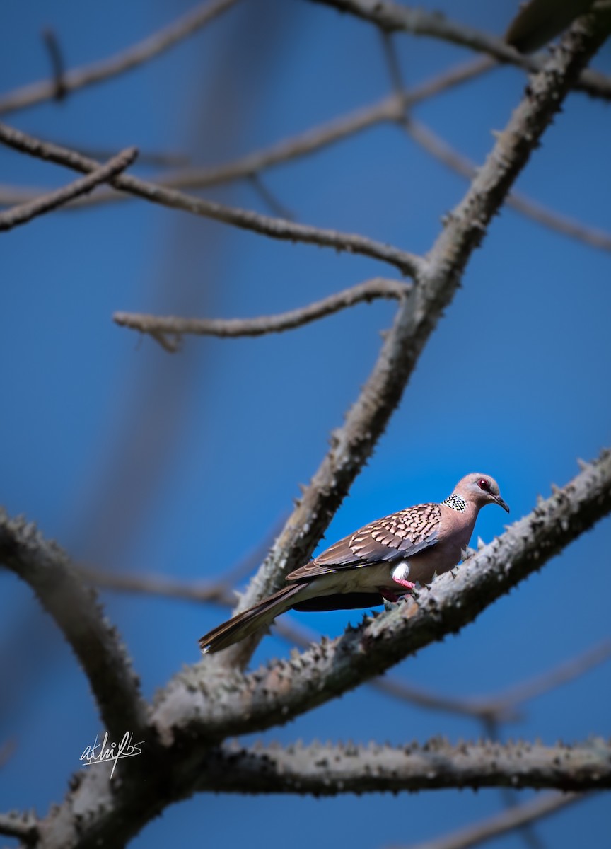 Spotted Dove - ML619082852