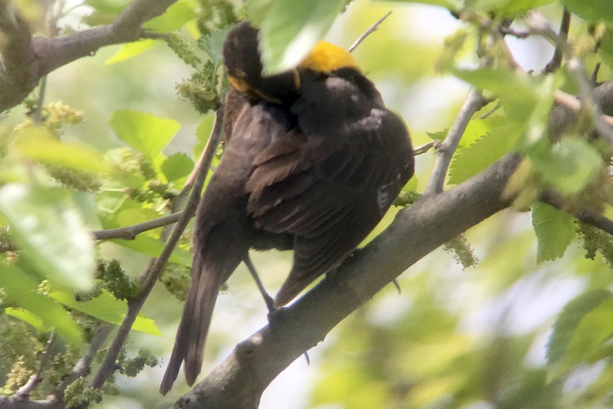 Yellow-headed Blackbird - ML619082861
