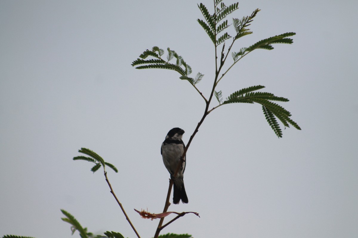 Variable Seedeater - ML619082872