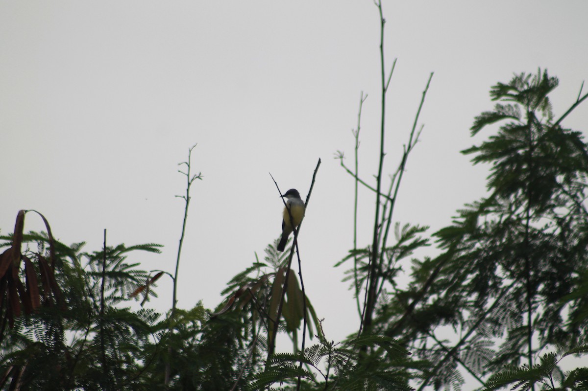 Snowy-throated Kingbird - ML619082876