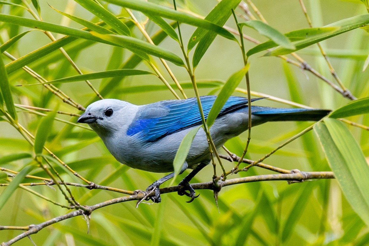 Blue-gray Tanager - ML619082882