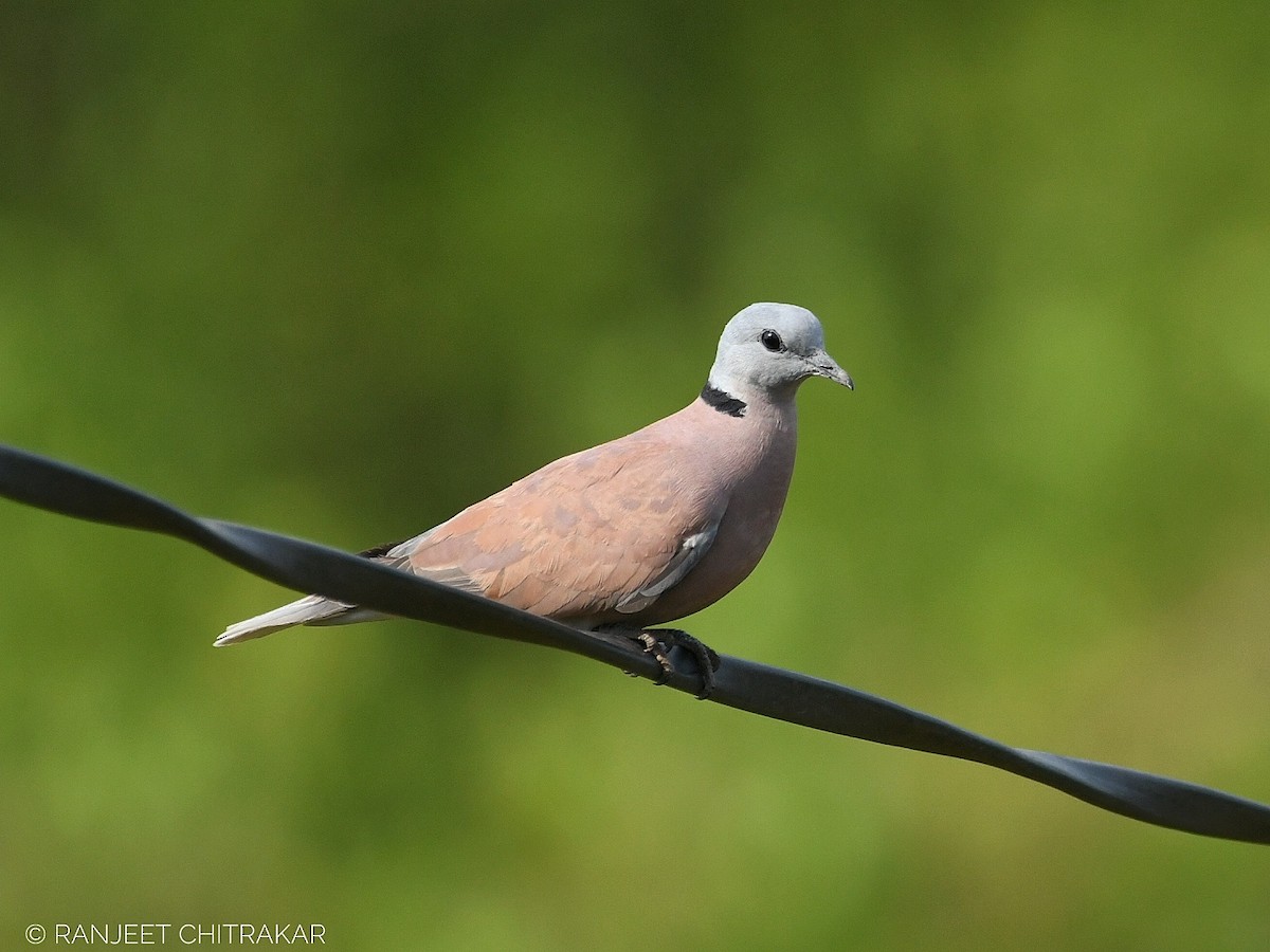 Red Collared-Dove - ML619082891