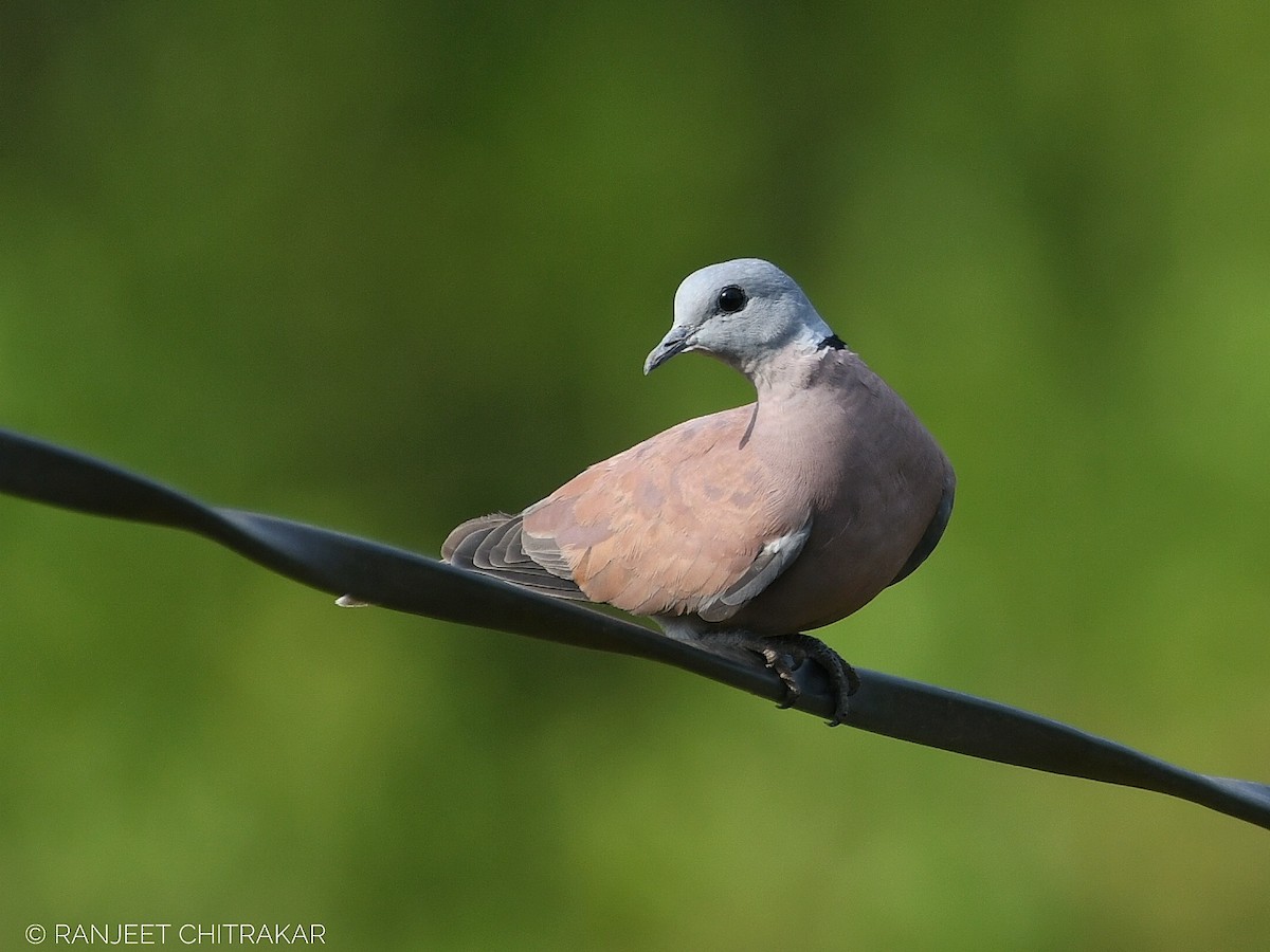 Red Collared-Dove - ML619082903