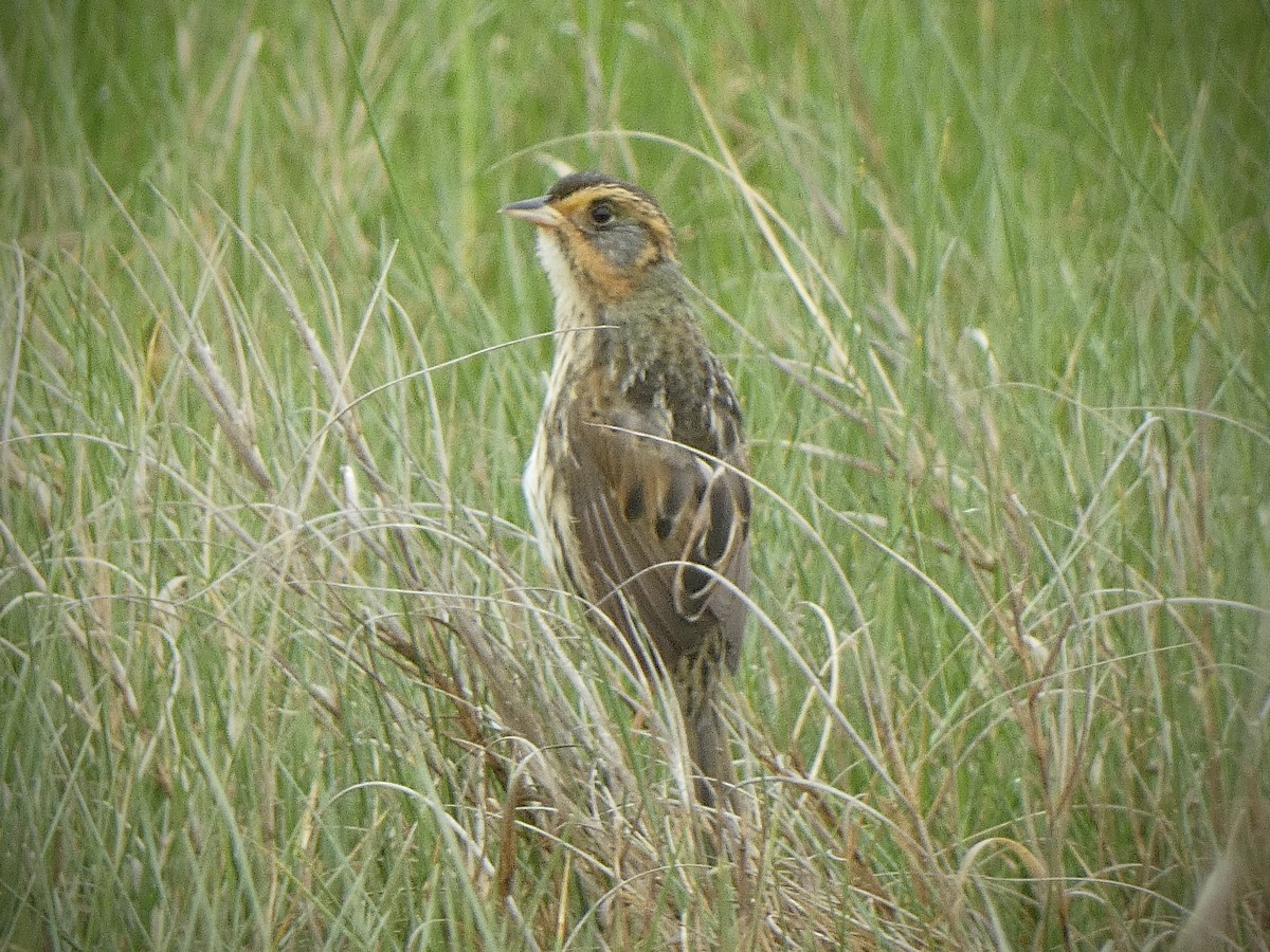 Saltmarsh Sparrow - ML619082929