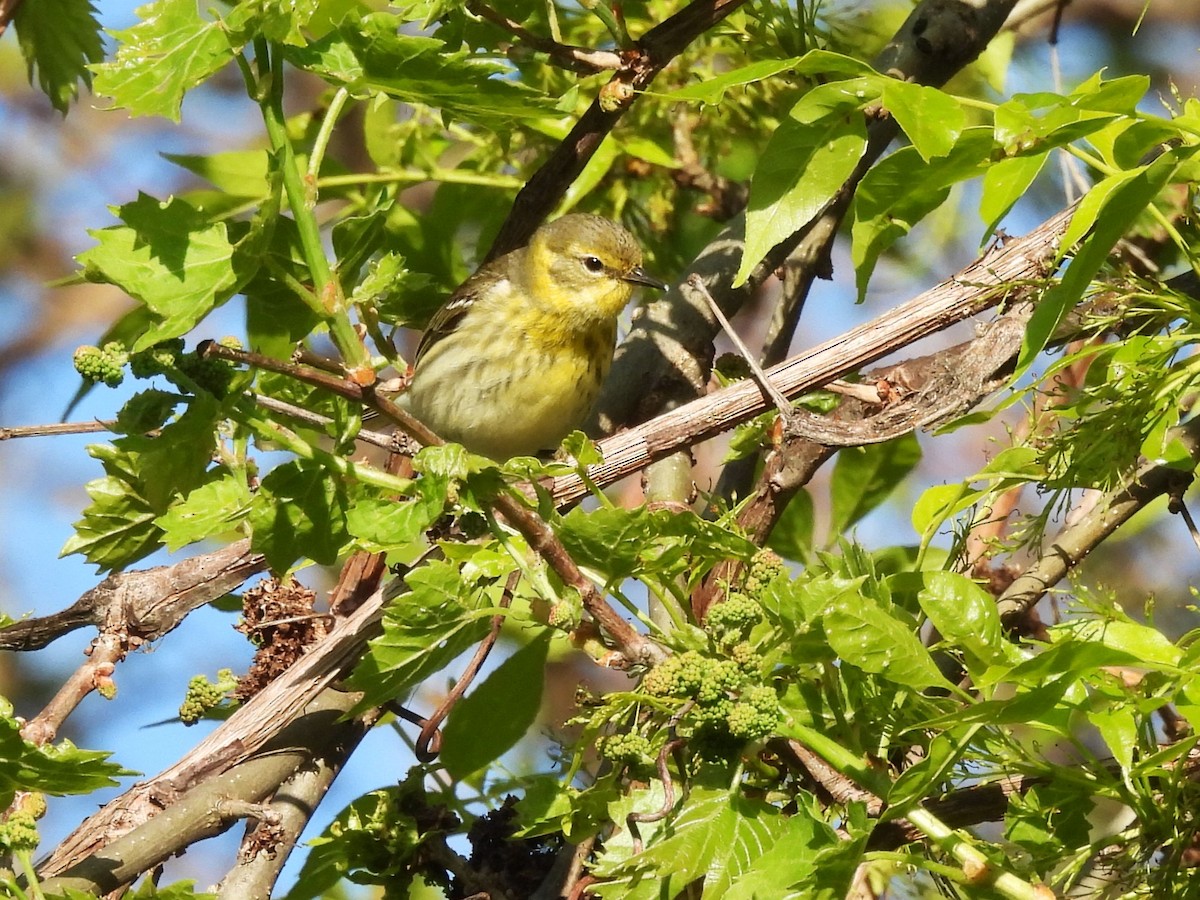 Cape May Warbler - ML619083109