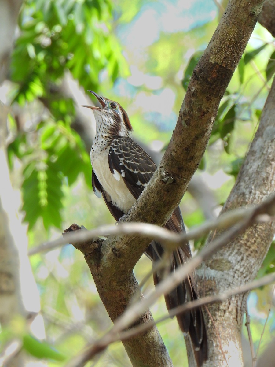Pheasant Cuckoo - ML619083123