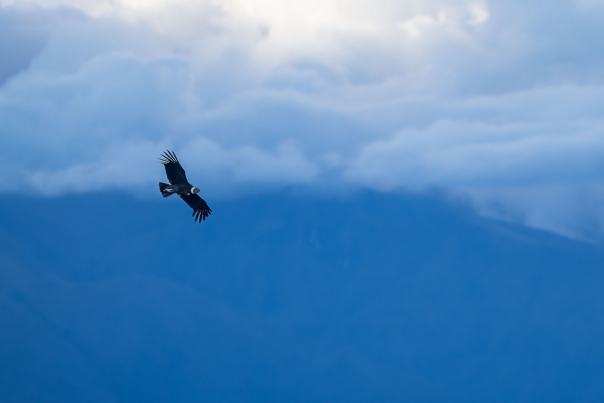 Andean Condor - ML619083129