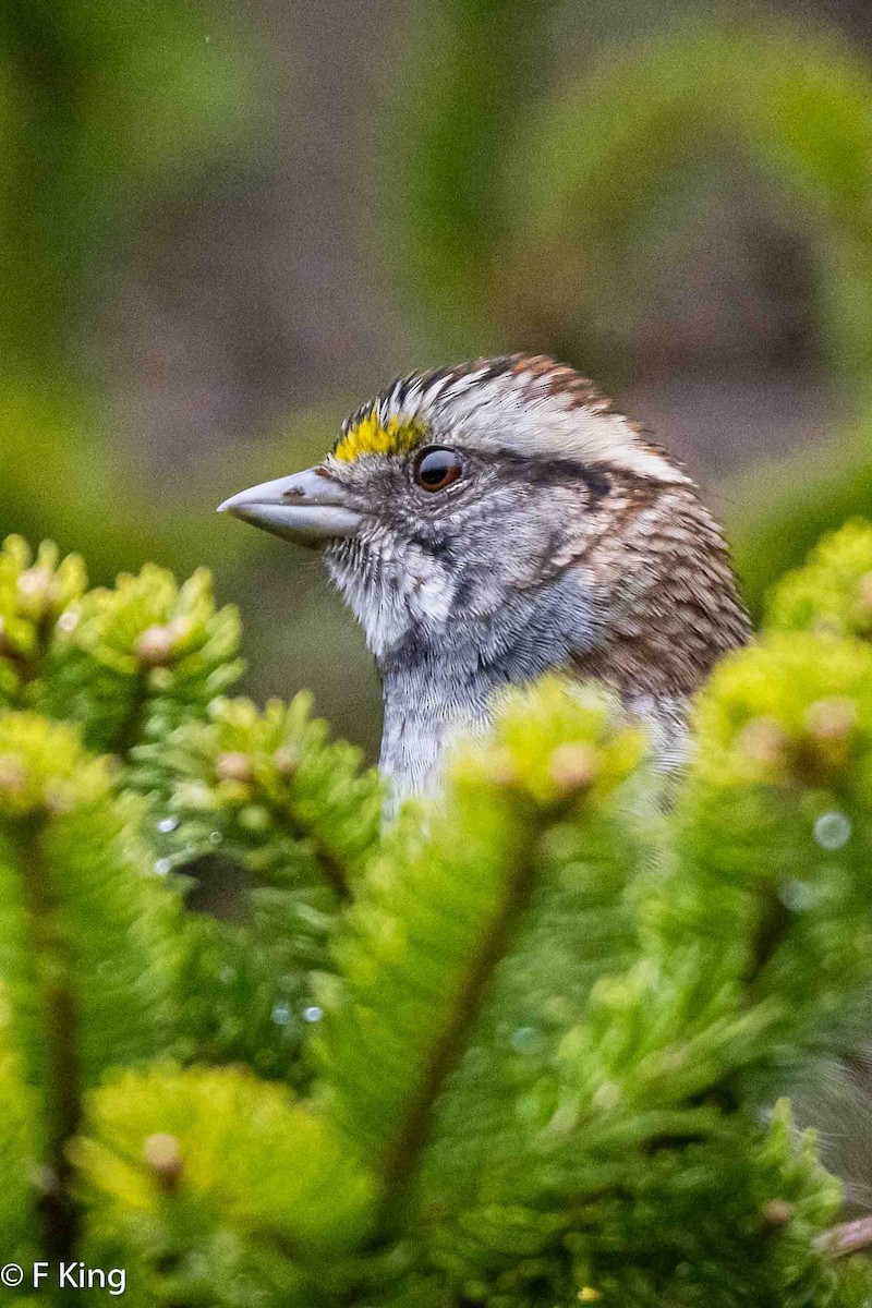 White-throated Sparrow - ML619083134