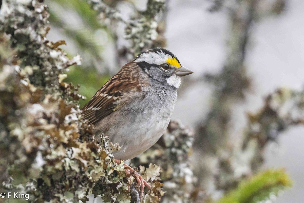 White-throated Sparrow - ML619083135