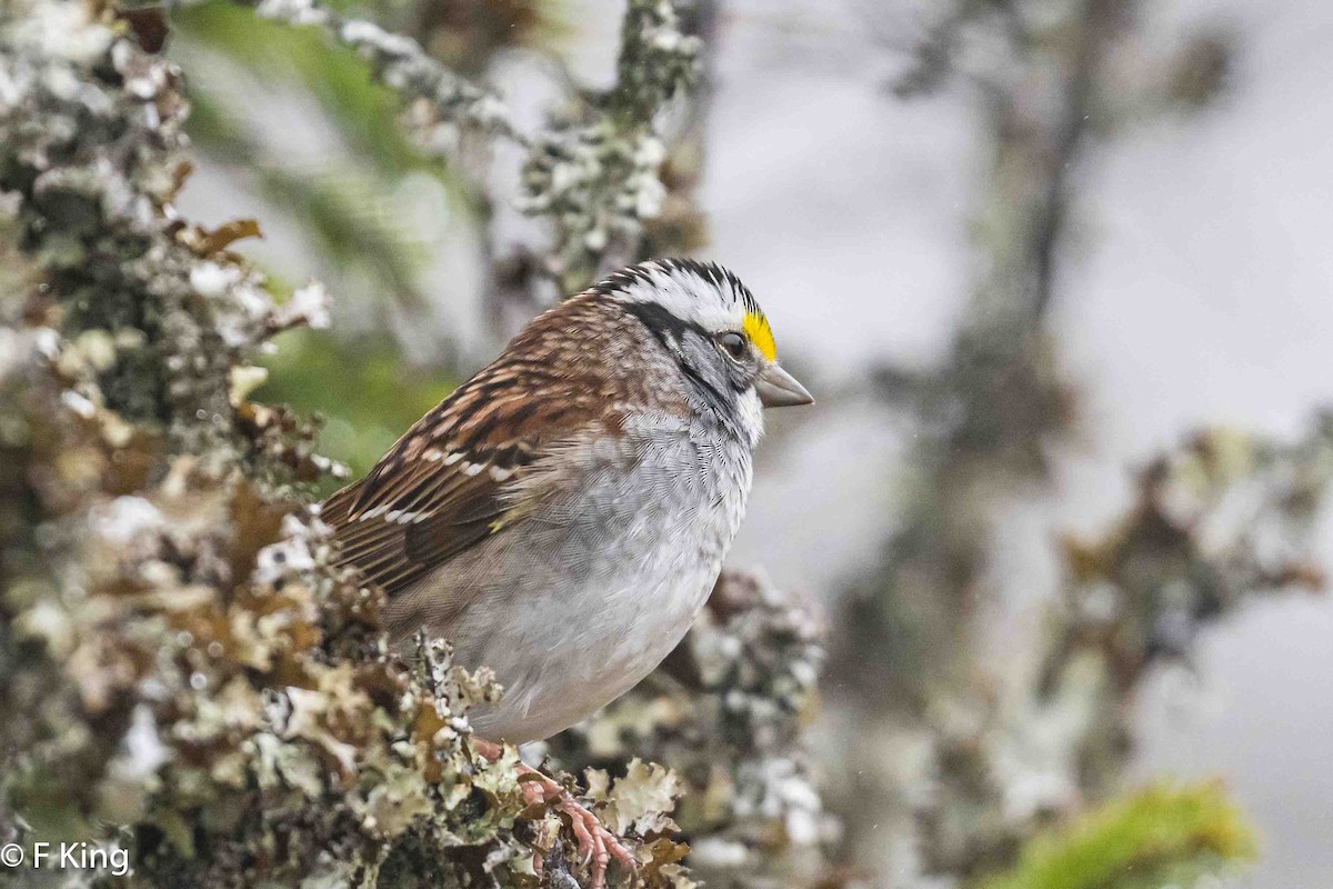 White-throated Sparrow - ML619083136