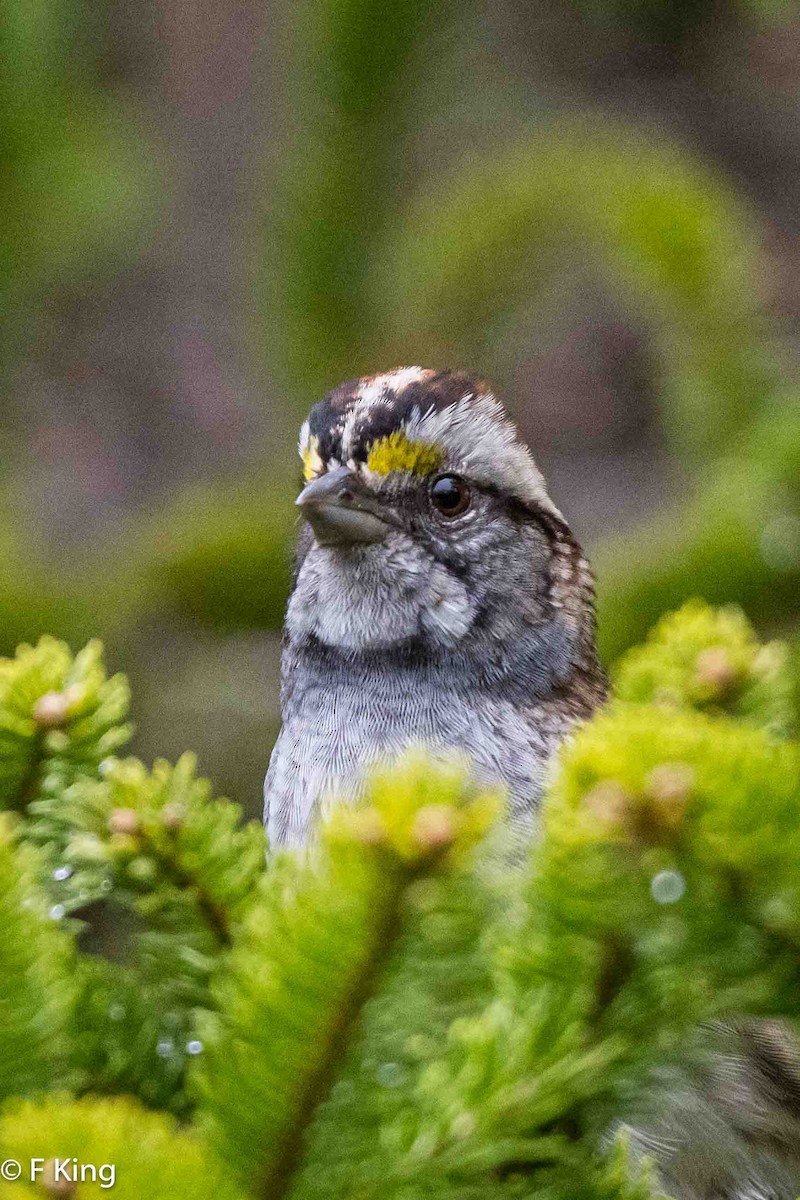 White-throated Sparrow - ML619083137