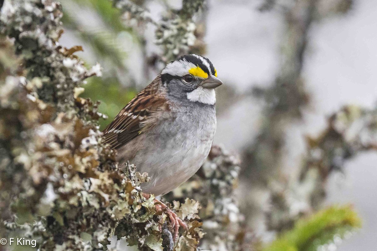 White-throated Sparrow - ML619083138