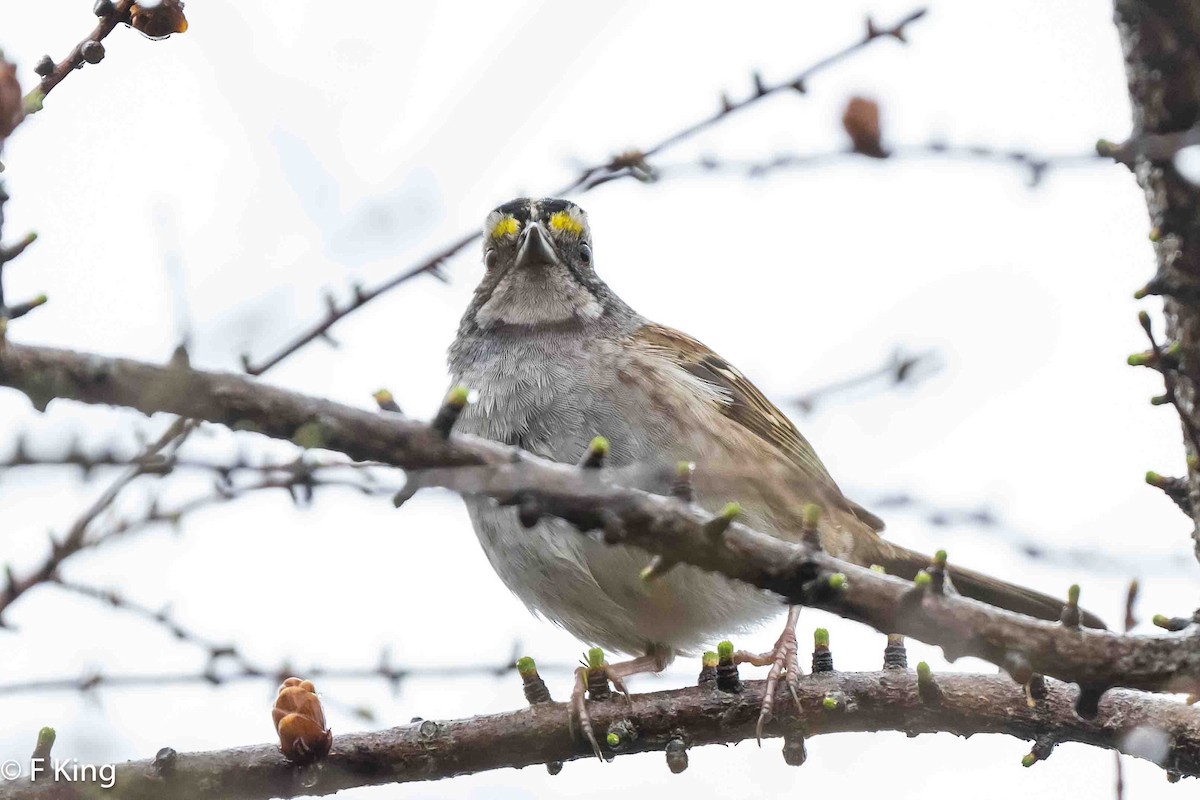 White-throated Sparrow - ML619083139