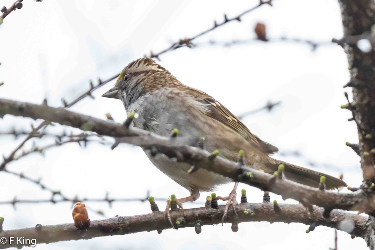 White-throated Sparrow - ML619083140