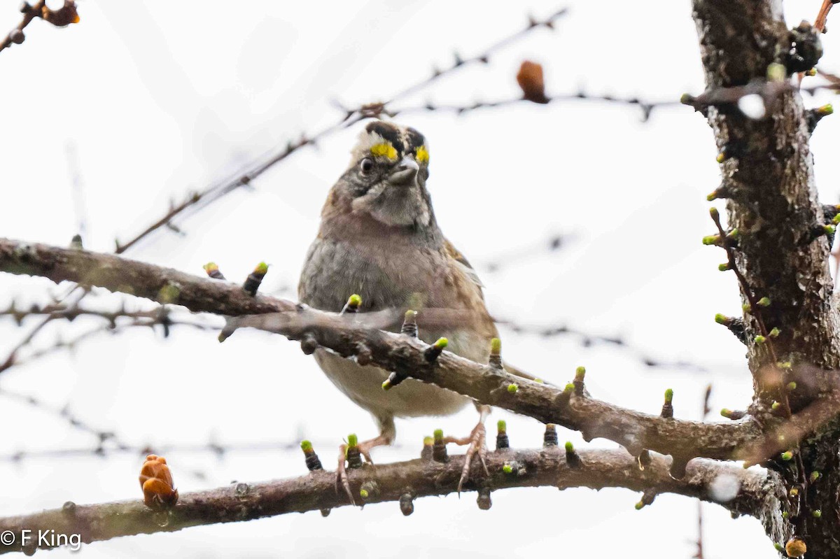White-throated Sparrow - ML619083141