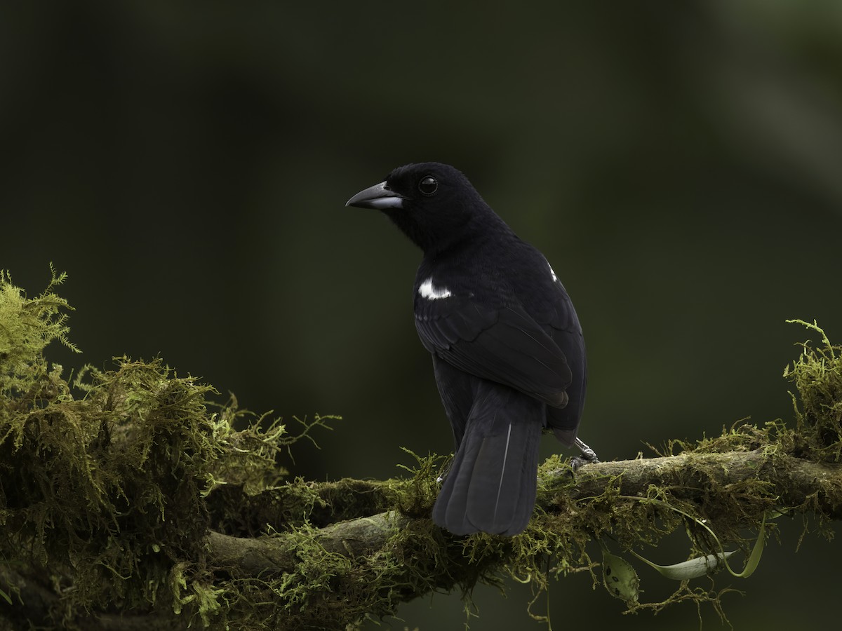 White-shouldered Tanager - ML619083213