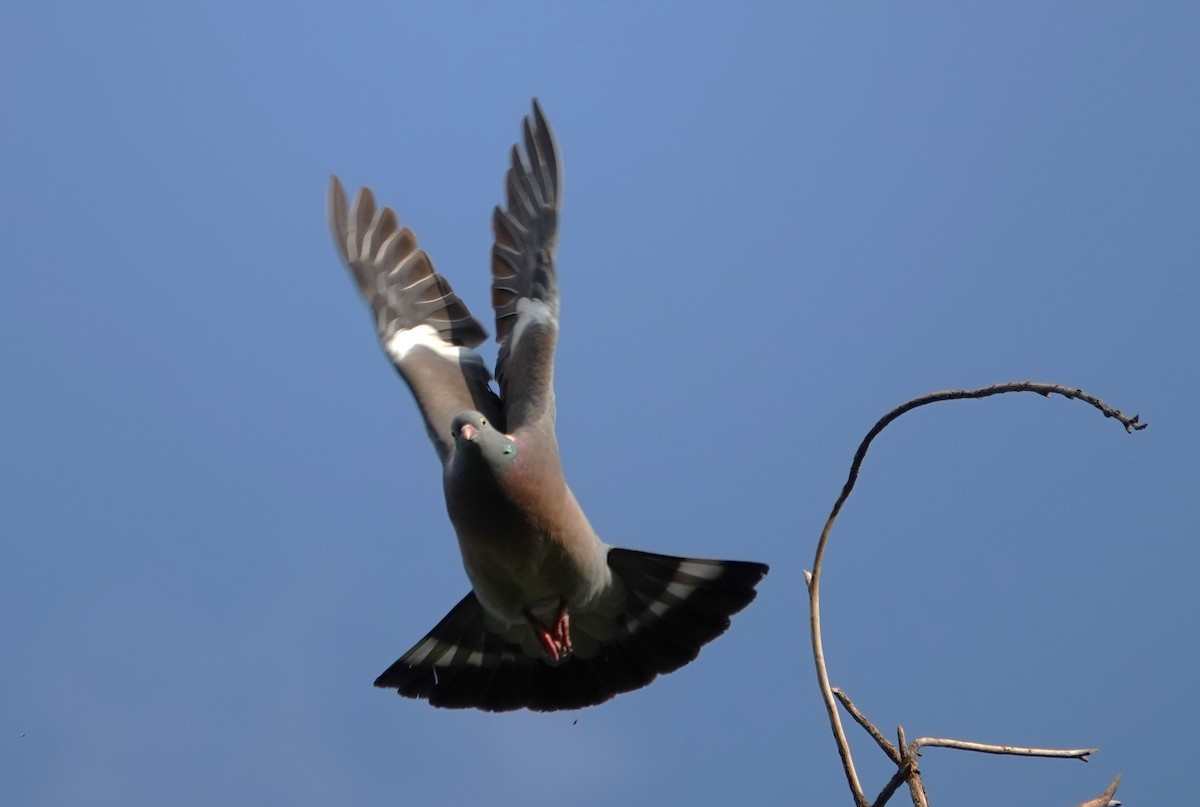 Common Wood-Pigeon - ML619083217