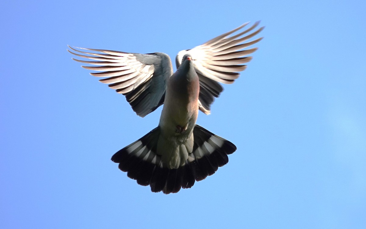 Common Wood-Pigeon - ML619083223
