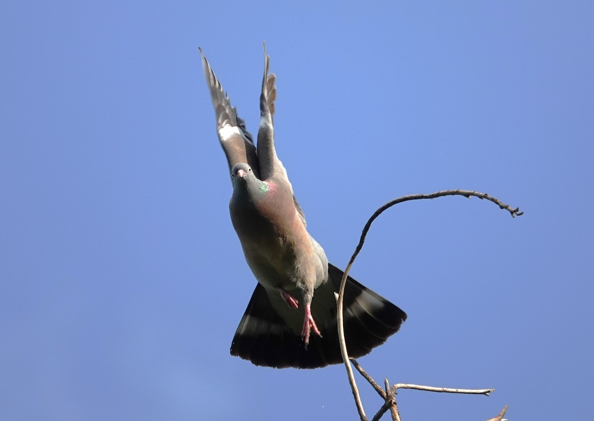 Common Wood-Pigeon - ML619083225