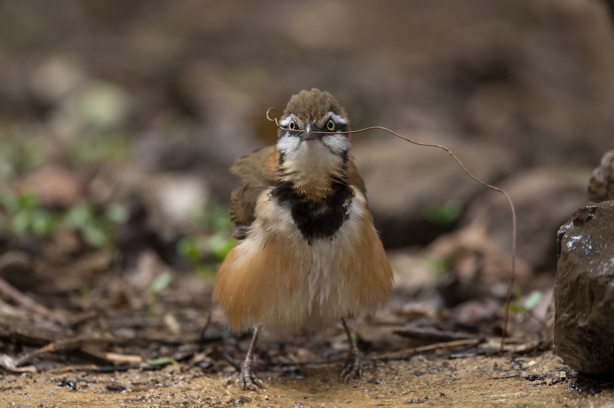 Lesser Necklaced Laughingthrush - ML619083250