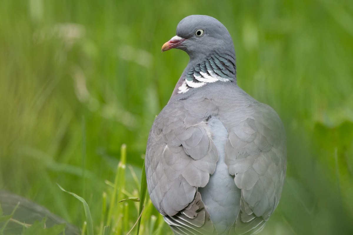 Common Wood-Pigeon - ML619083255