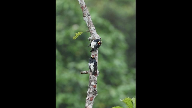 Yellow-tufted Woodpecker - ML619083269