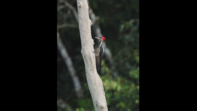 Lineated Woodpecker - ML619083275