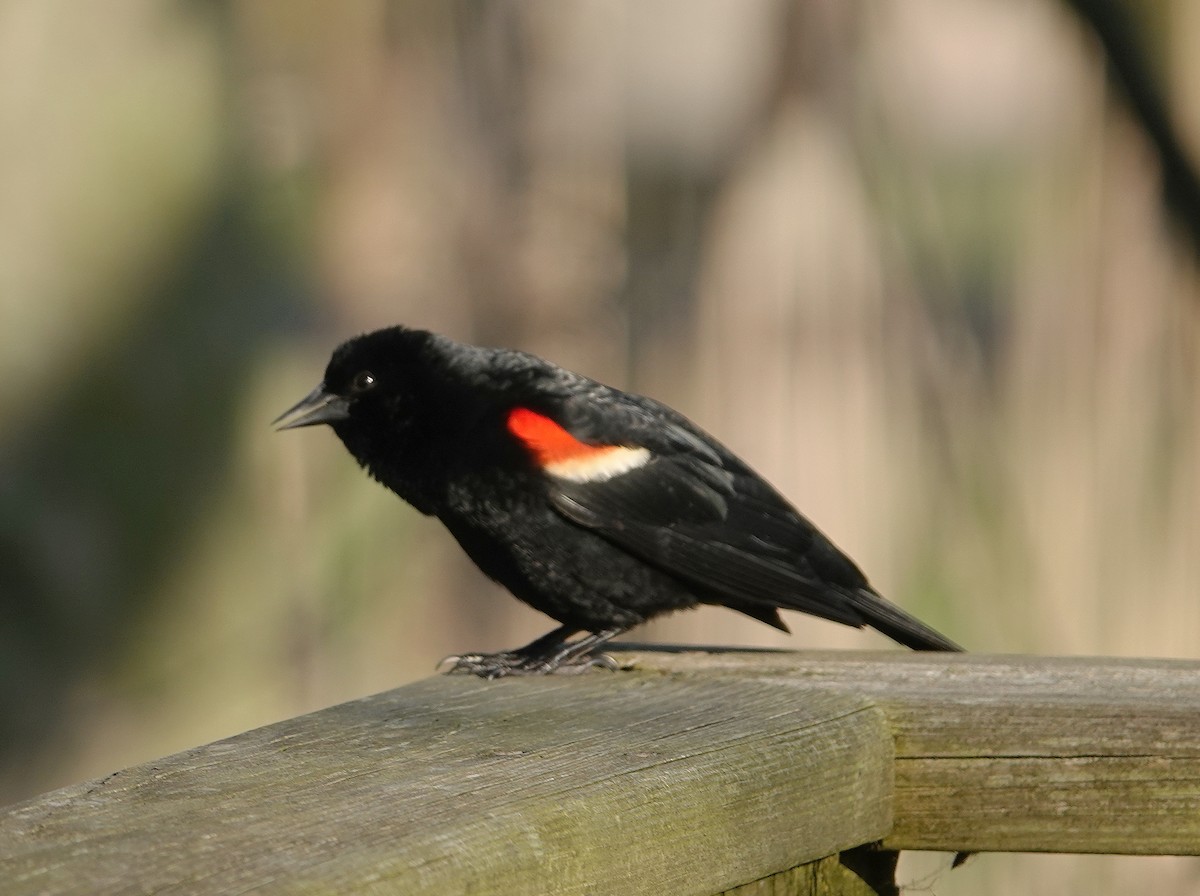 Red-winged Blackbird - ML619083295