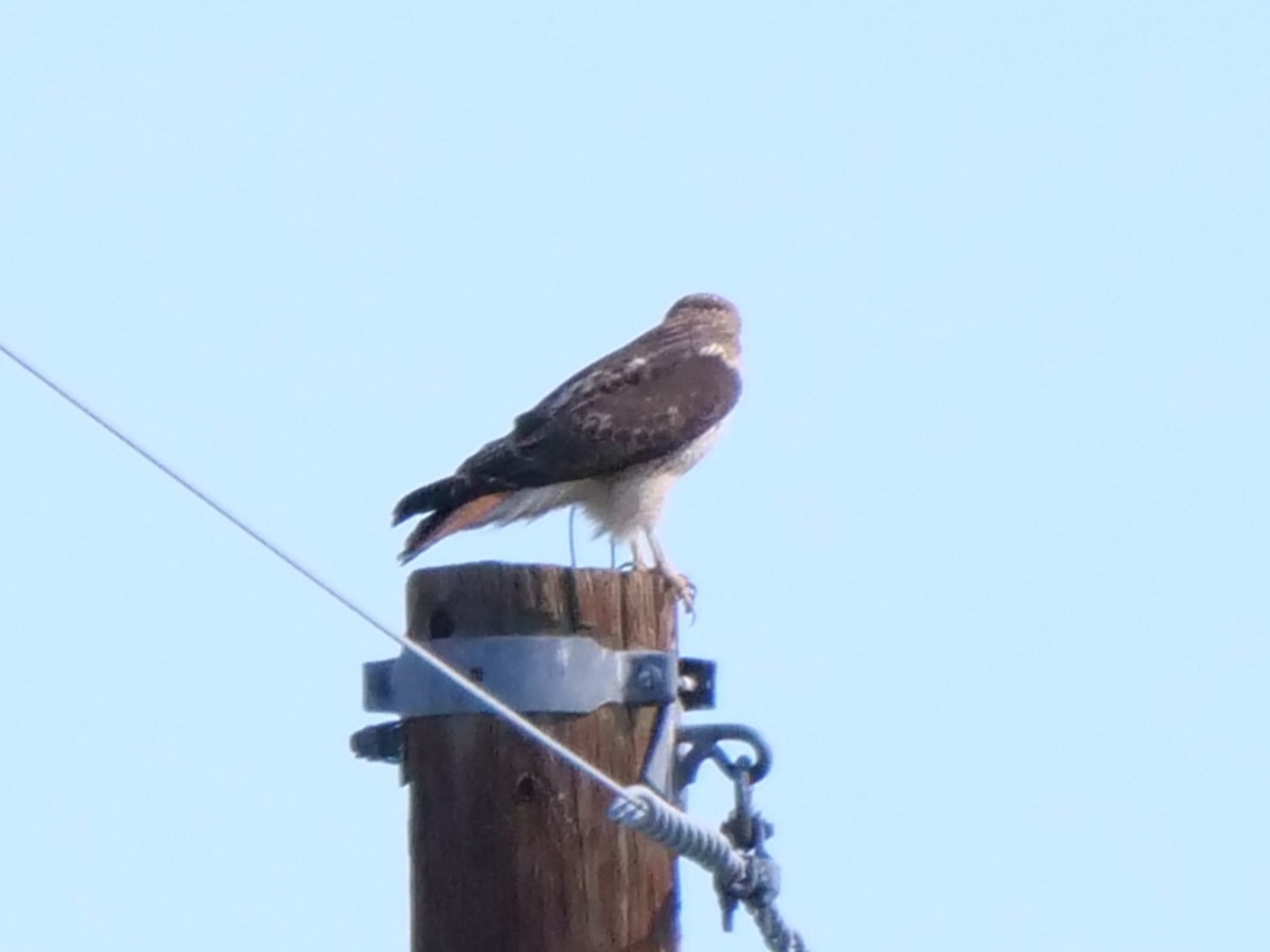Red-tailed Hawk - ML619083333