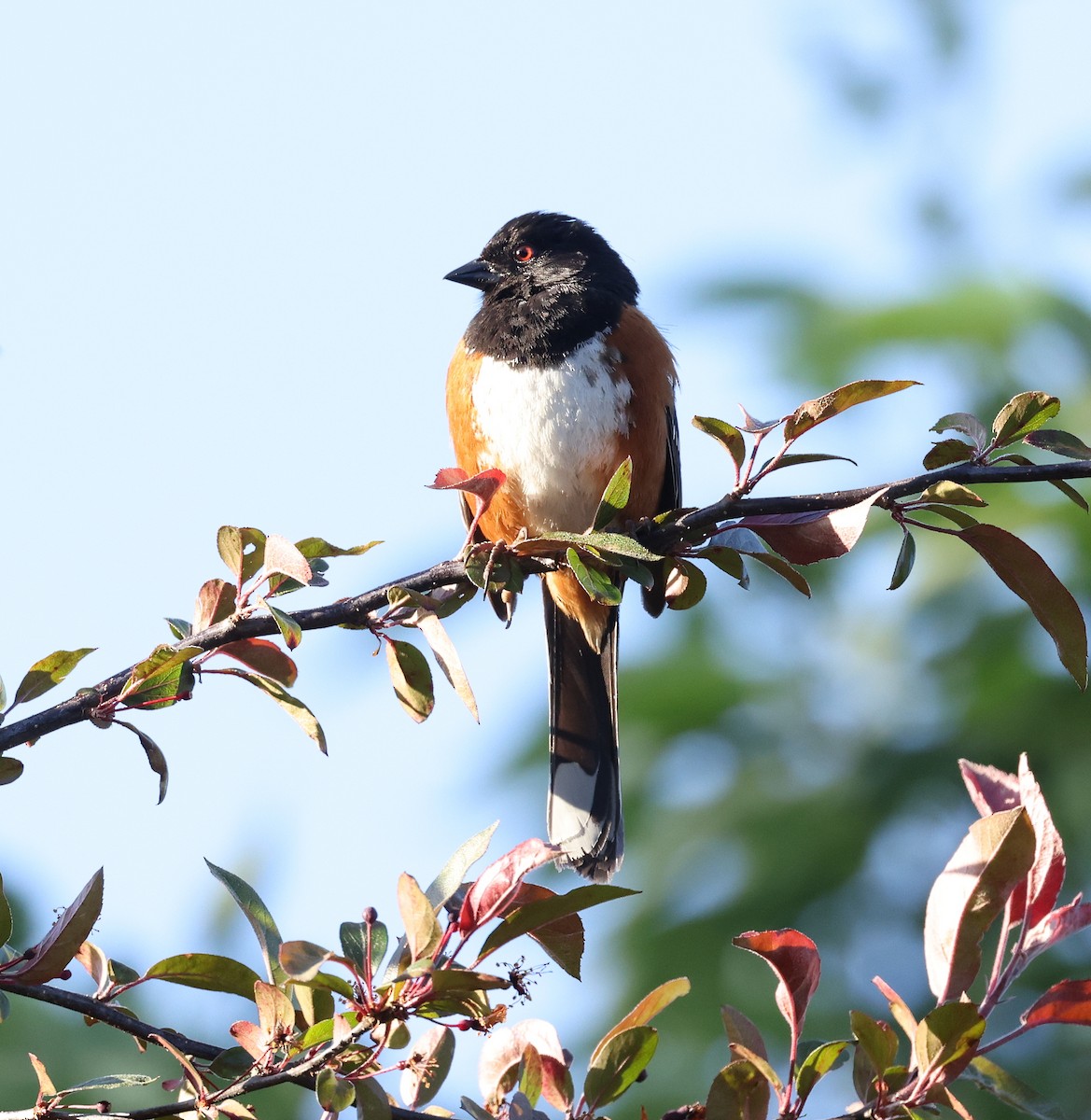 Spotted Towhee - ML619083407