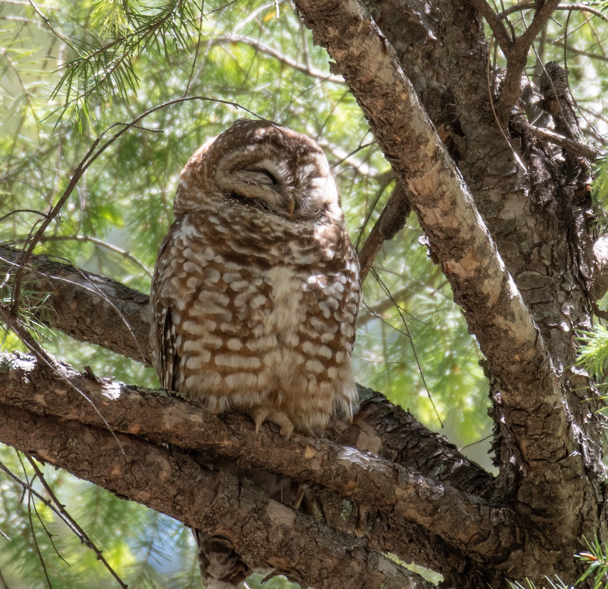 Spotted Owl - ML619083411