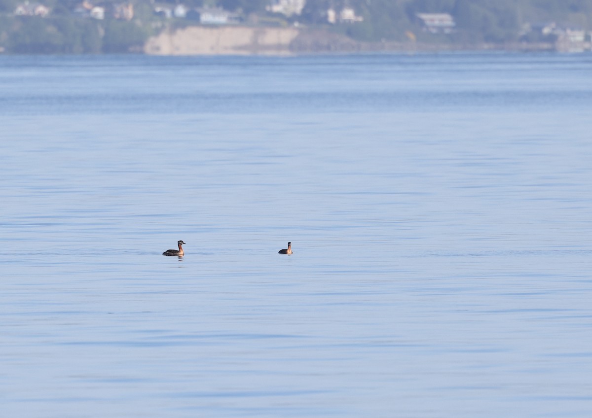 Red-necked Grebe - ML619083417
