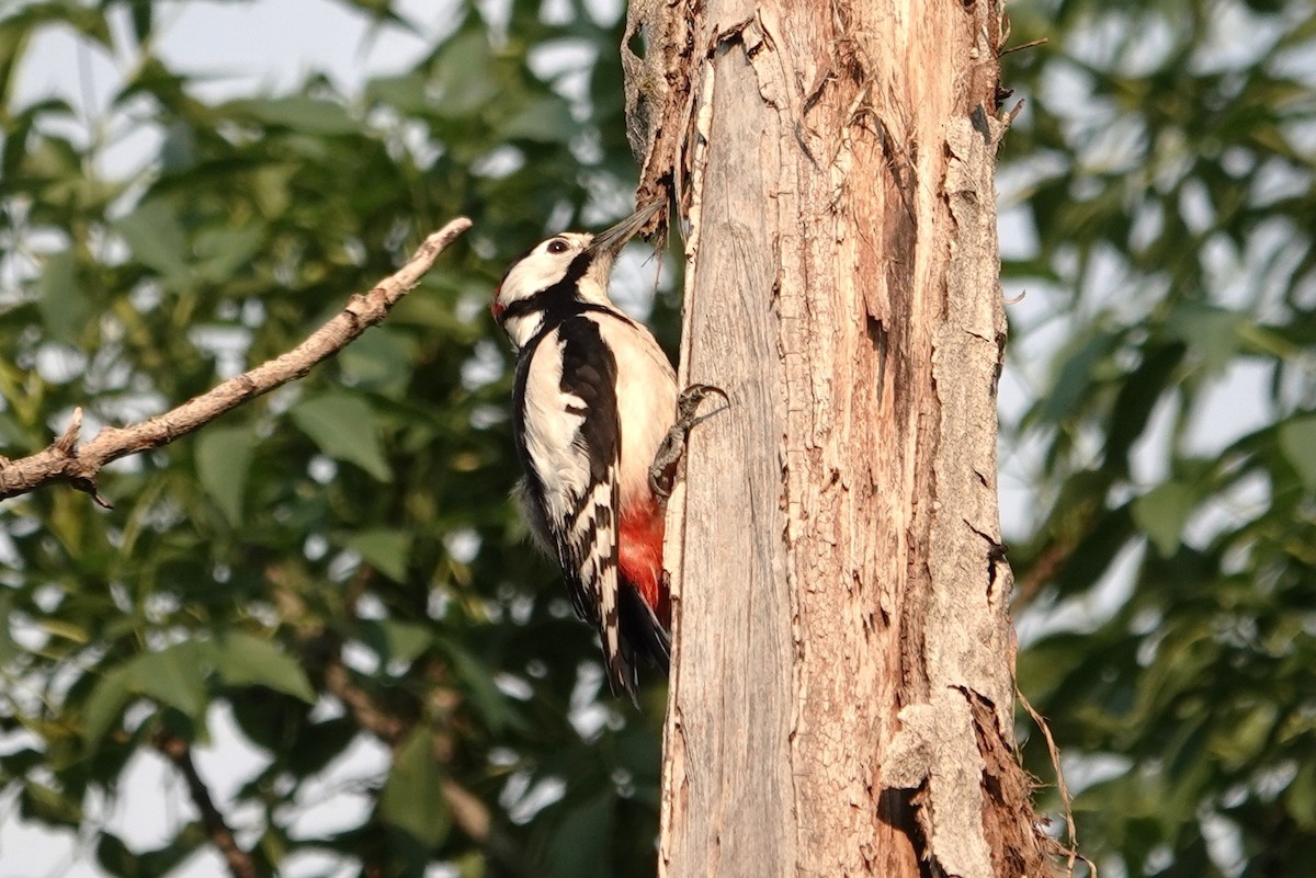 White-winged Woodpecker - ML619083446