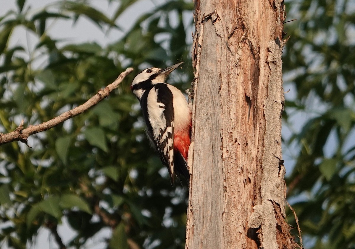 White-winged Woodpecker - ML619083447