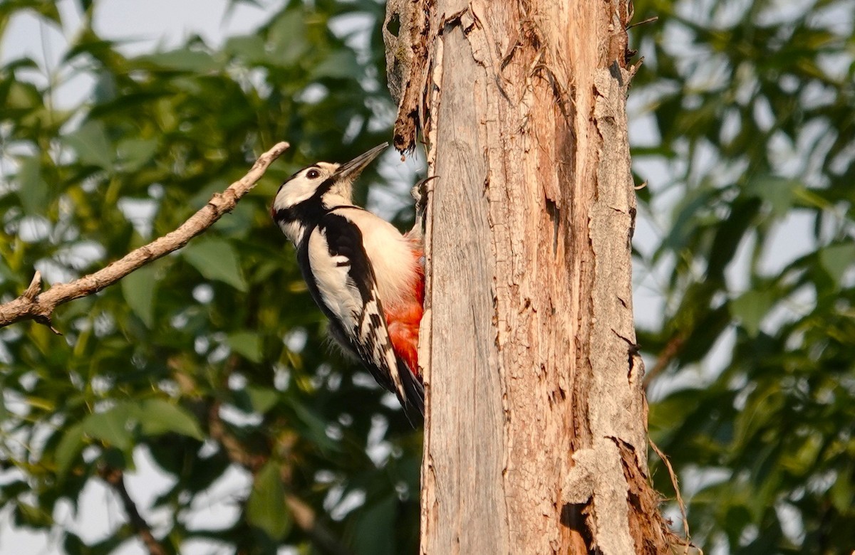 White-winged Woodpecker - ML619083448