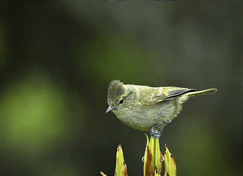 Yellow-browed Tit - ML619083535
